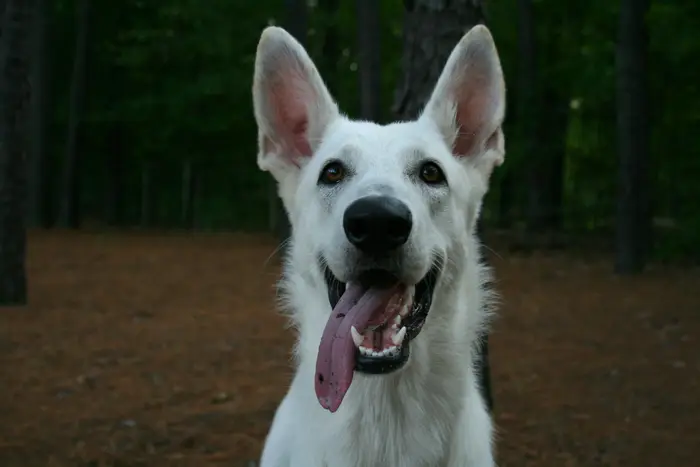 White shepherd dog smiling in a forest clearing