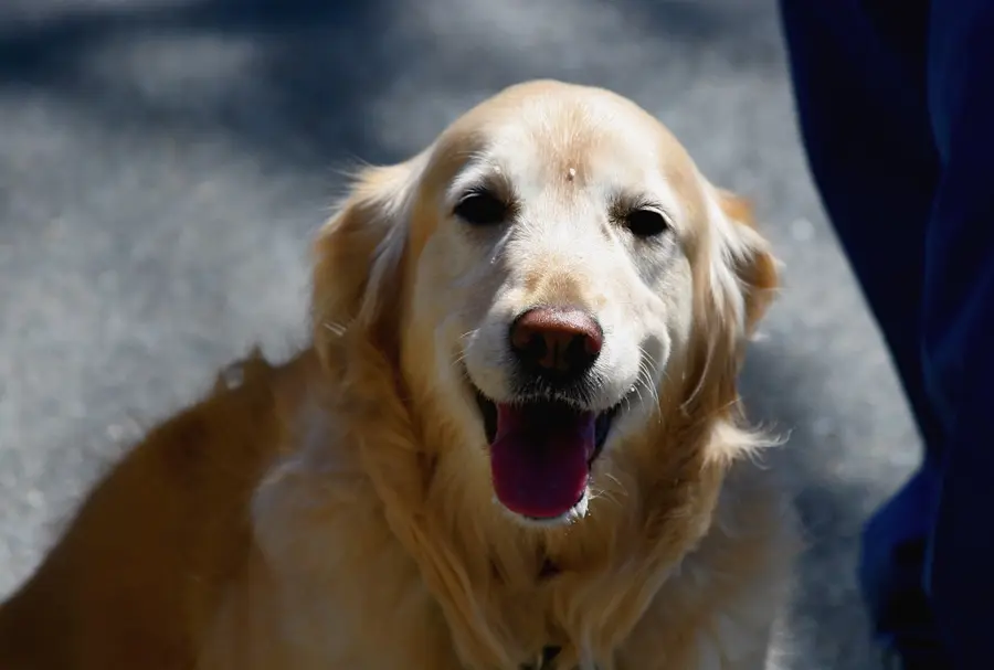 Smiling golden retriever with its tongue out, looking up at its owner