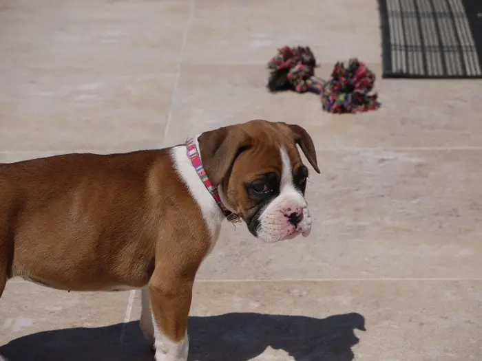 Boxer puppy with a pink collar standing on a tiled patio